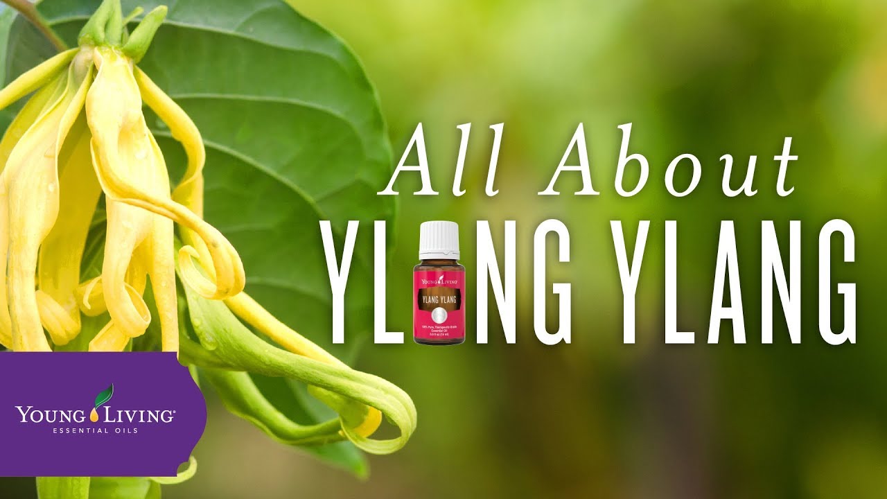 Detail Ylang Ylang Young Living Nomer 23