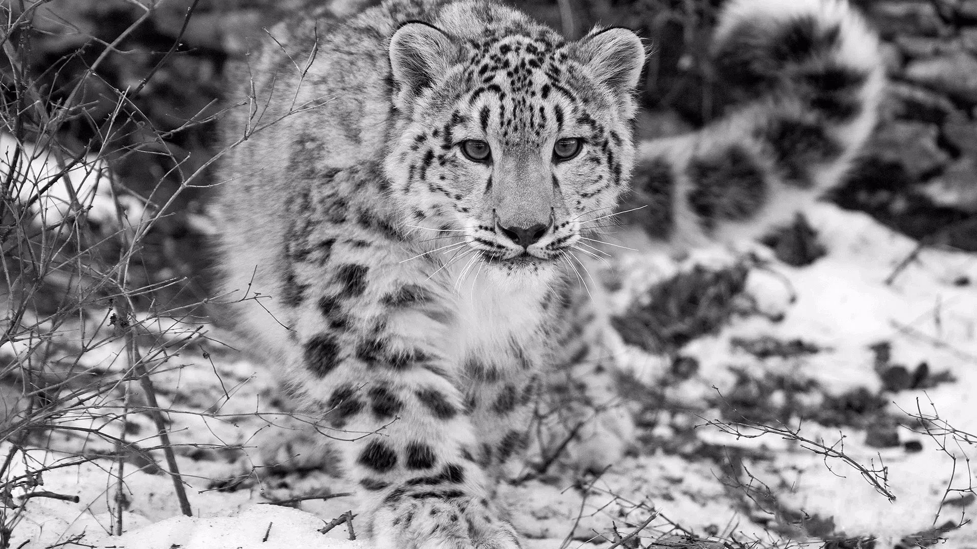Detail Snow Leopard Wallpaper Nomer 50