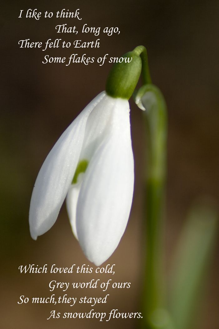 Detail Snowdrop Flower Quotes Nomer 3