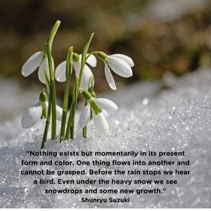 Detail Snowdrop Flower Quotes Nomer 26