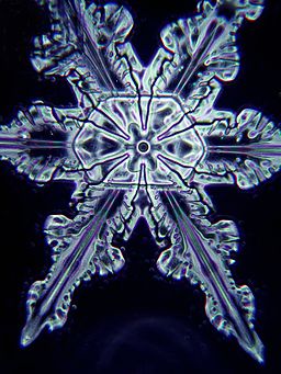 Detail Snowflakes Under A Microscope Pictures Nomer 12