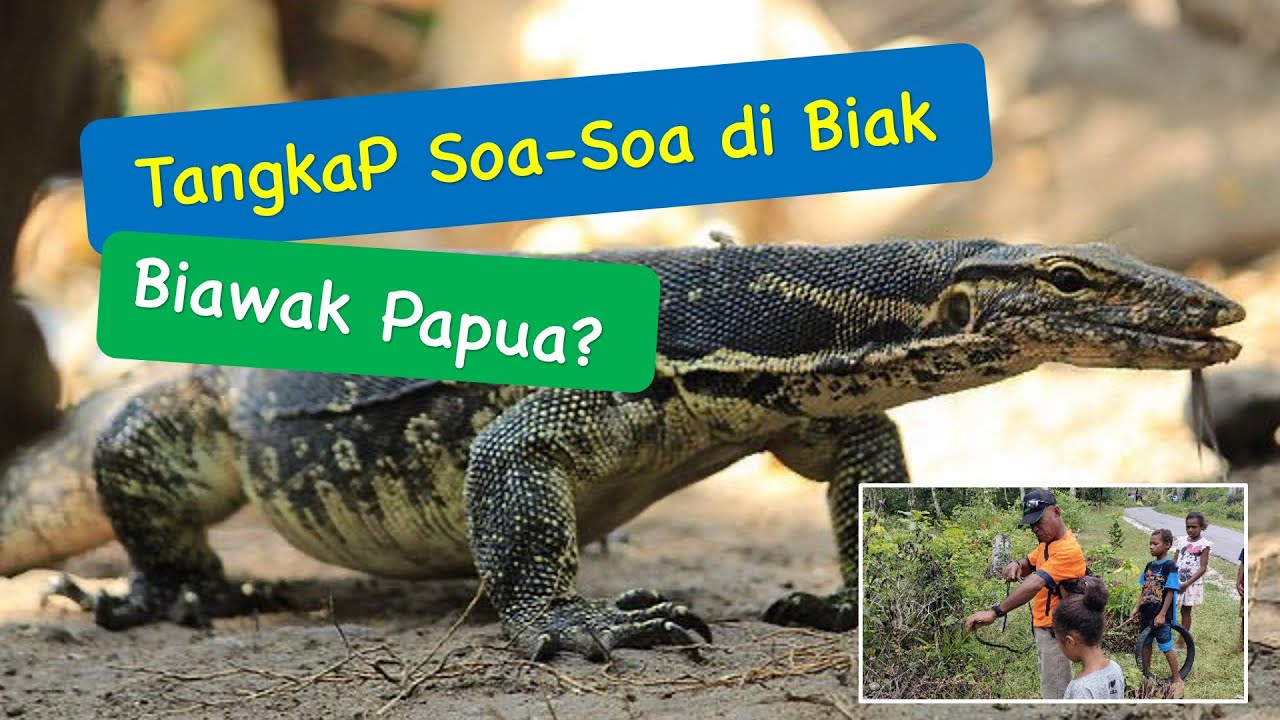 Detail Soa Soa Papua Nomer 32