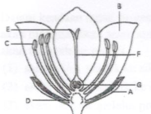 Detail Soal Gambar Bunga Sempurna Nomer 14