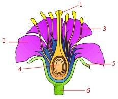 Detail Soal Gambar Bunga Sempurna Nomer 4