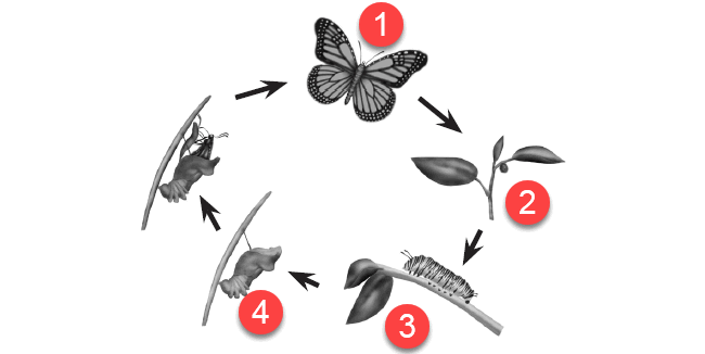 Detail Soal Gambar Tentang Siklus Hidup Kupu Kupu Nomer 13