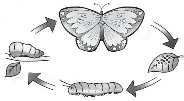 Detail Soal Gambar Tentang Siklus Hidup Kupu Kupu Nomer 14