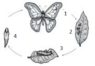 Detail Soal Gambar Tentang Siklus Hidup Kupu Kupu Nomer 4