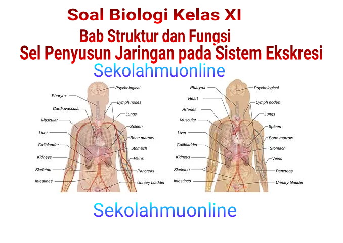 Detail Soal Sma Gambar Ekskresi Nomer 12