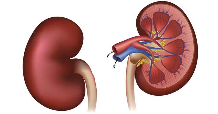 Detail Soal Sma Gambar Ekskresi Nomer 34