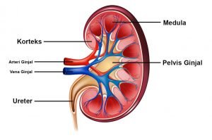 Detail Soal Sma Gambar Ekskresi Nomer 49