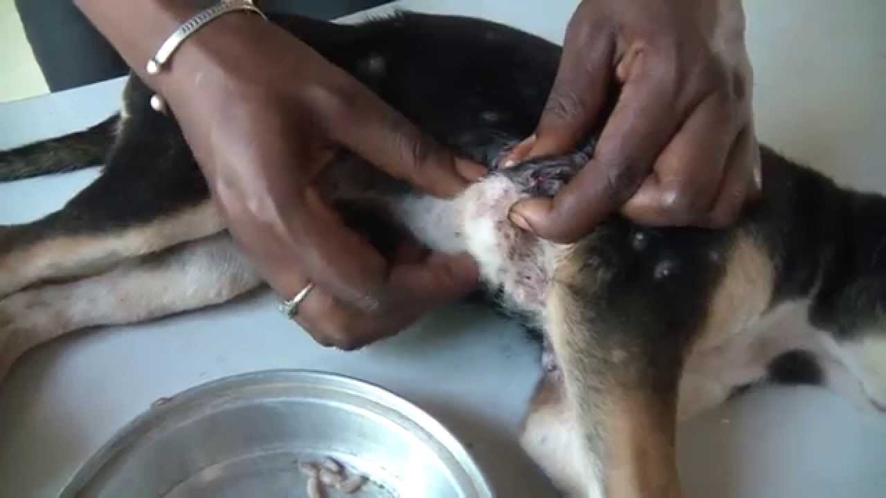 Mango Worms In Dogs 2021 In Gambia Detail Youtube Mango Worms In Dogs Koleksi Nomer 4