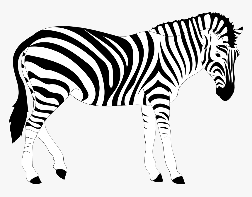 Detail Zebra Black And White Clipart Nomer 11