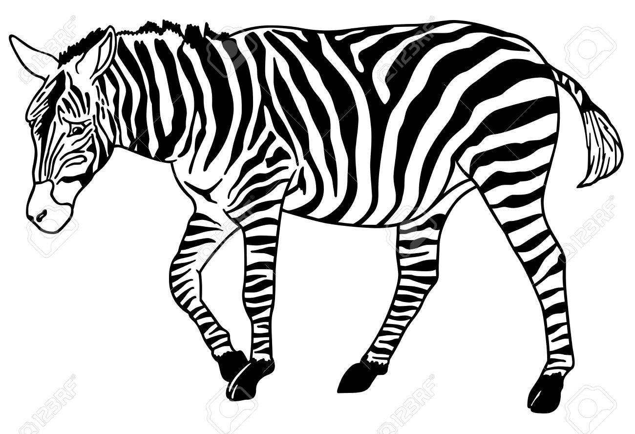 Detail Zebra Black And White Clipart Nomer 13