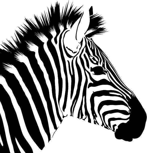 Detail Zebra Black And White Clipart Nomer 26