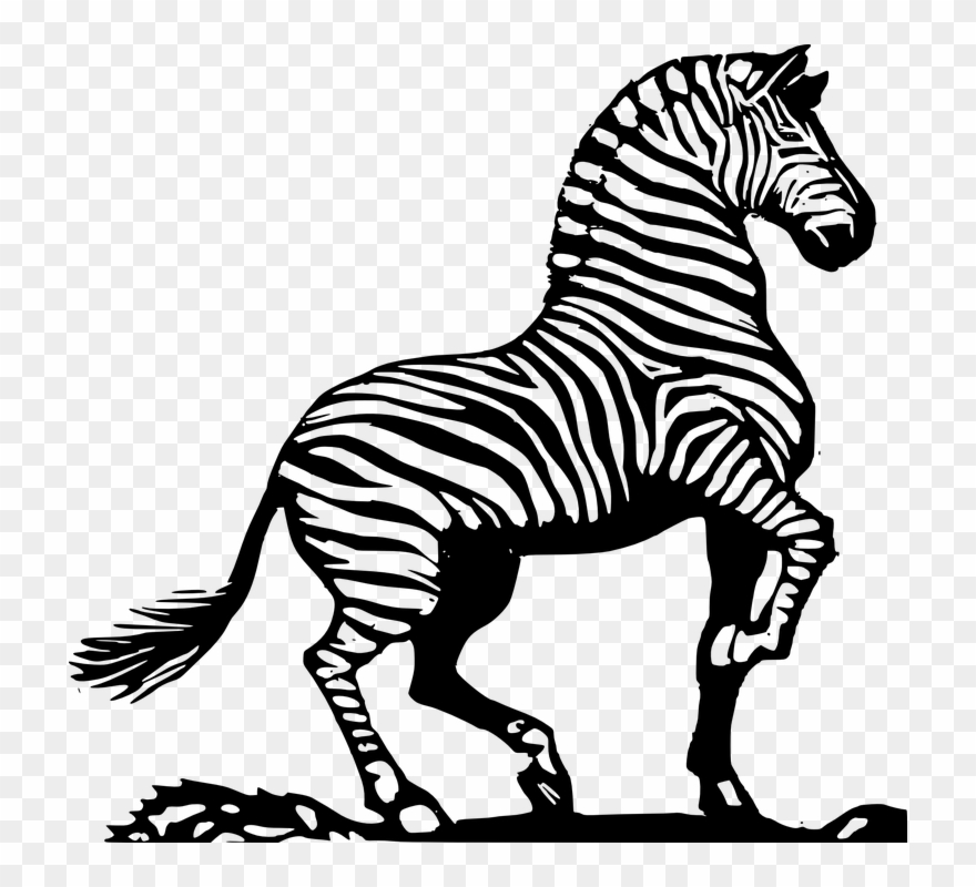 Detail Zebra Black And White Clipart Nomer 42