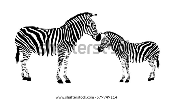 Detail Zebra Black And White Clipart Nomer 51