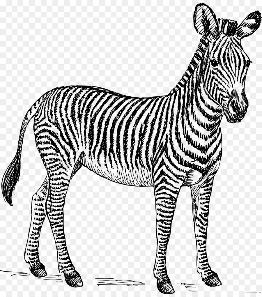 Detail Zebra Black And White Clipart Nomer 8