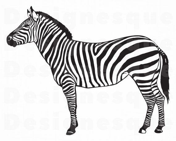 Detail Zebra Clipart Nomer 11