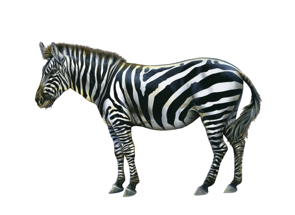 Detail Zebra Hd Nomer 17