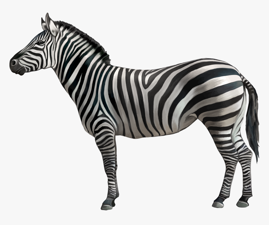 Detail Zebra Hd Nomer 23