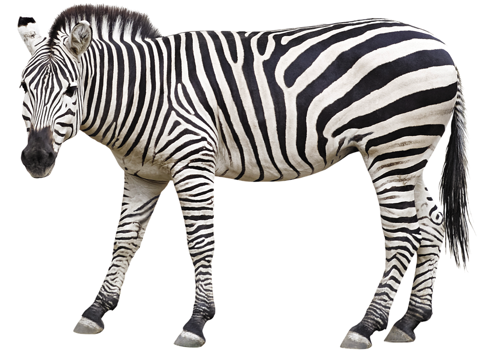 Detail Zebra Image Nomer 13