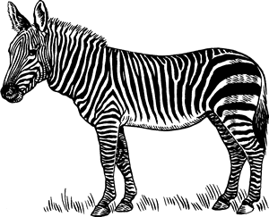 Detail Zebra Image Nomer 43