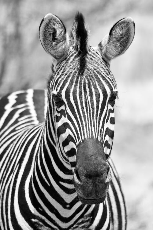 Detail Zebra Images Free Nomer 12