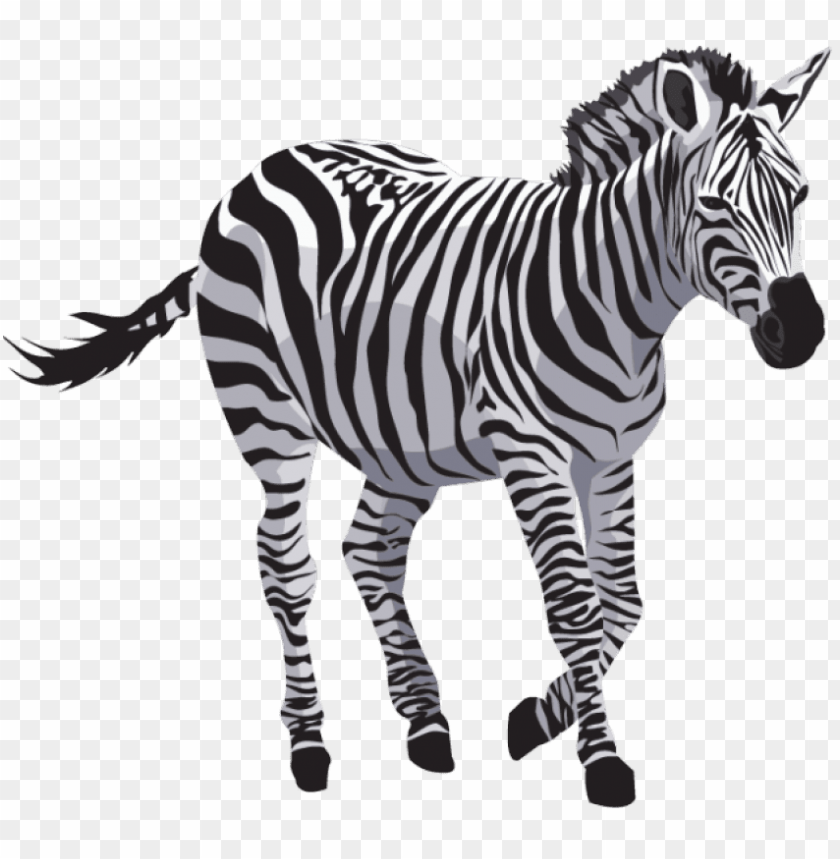 Detail Zebra Images Free Nomer 13