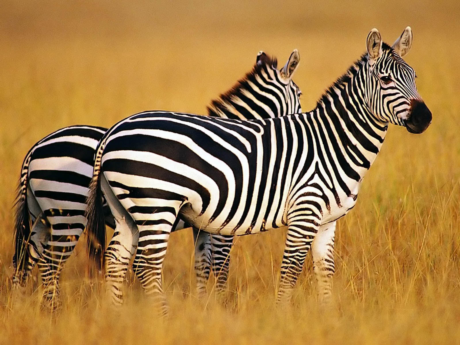 Detail Zebra Images Free Nomer 14