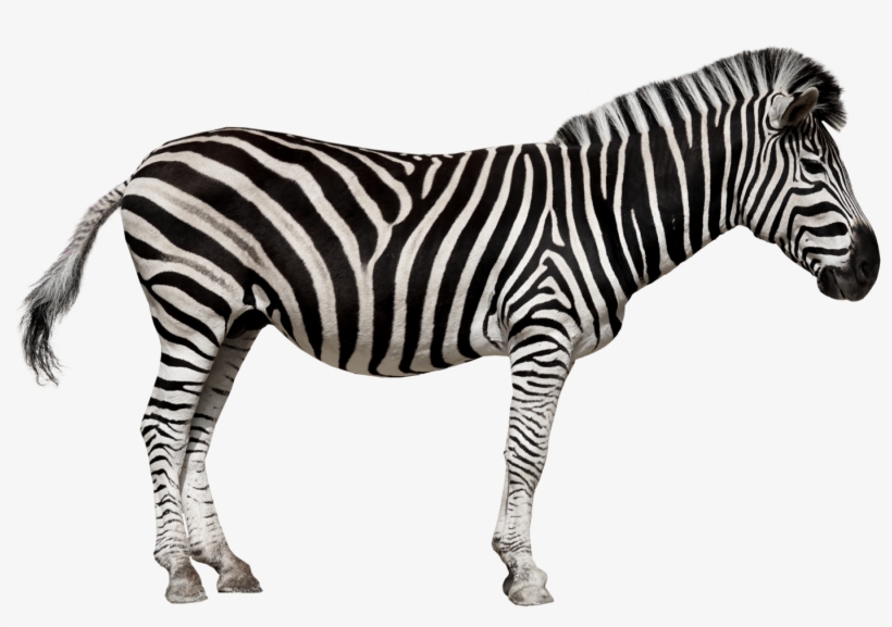 Detail Zebra Images Free Nomer 15