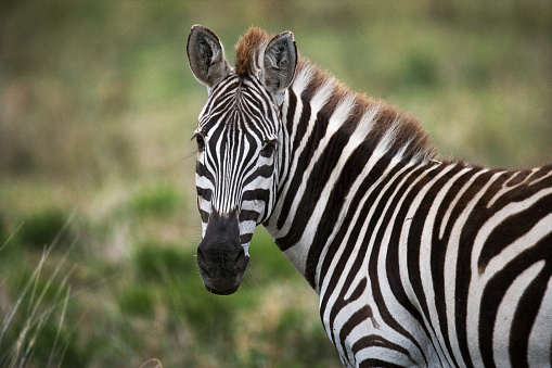 Detail Zebra Images Free Nomer 17