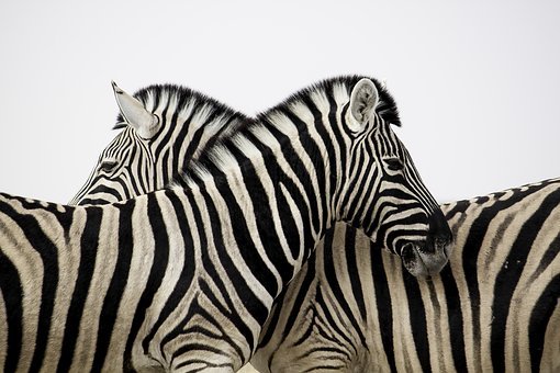 Detail Zebra Images Free Nomer 18