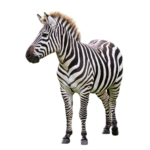 Detail Zebra Images Free Nomer 19