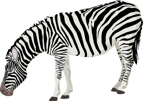 Detail Zebra Images Free Nomer 20