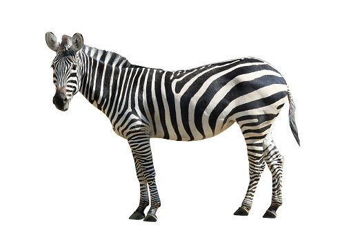 Detail Zebra Images Free Nomer 3