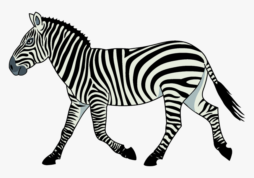 Detail Zebra Images Free Nomer 21