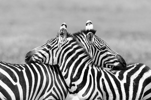 Detail Zebra Images Free Nomer 24