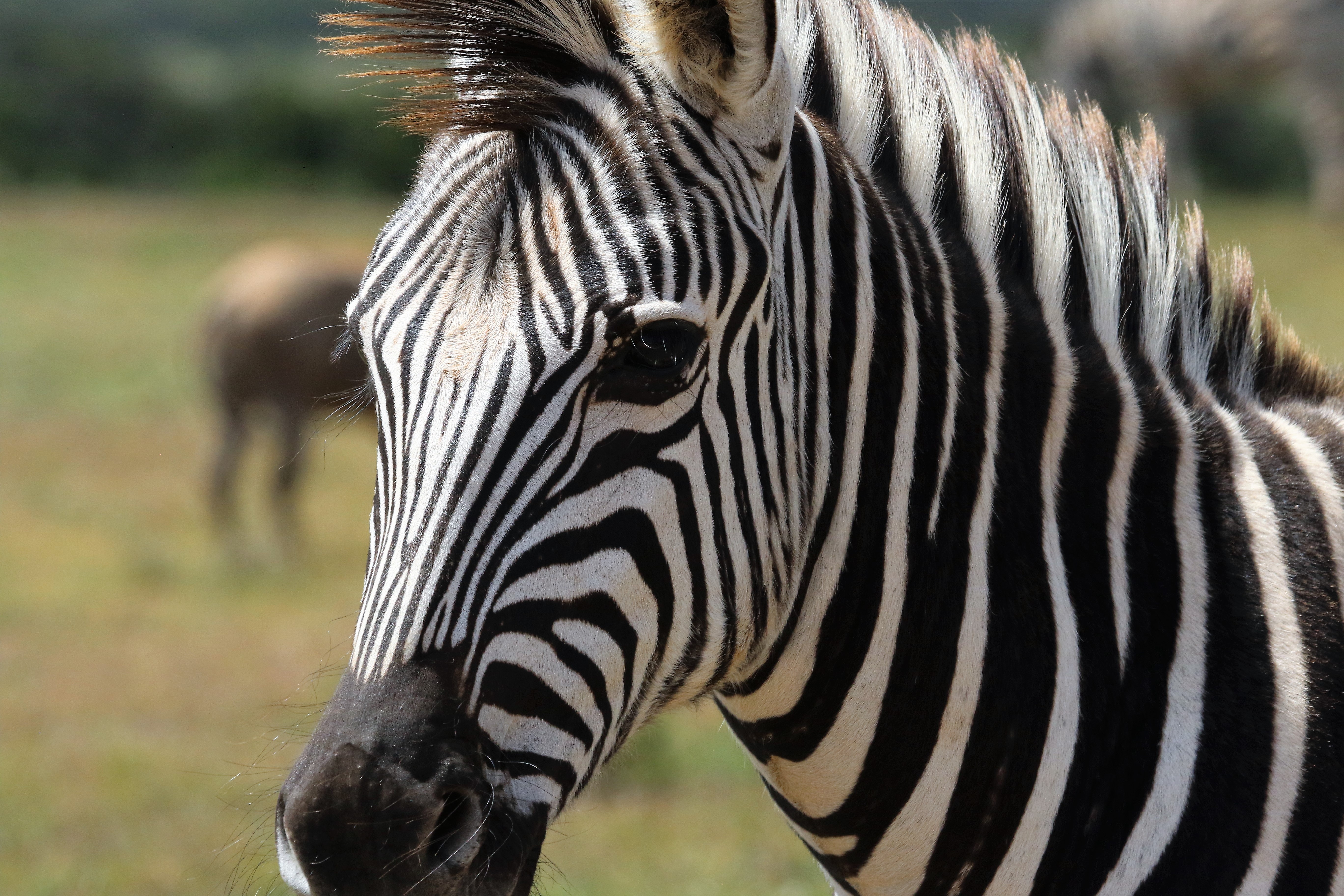 Detail Zebra Images Free Nomer 25