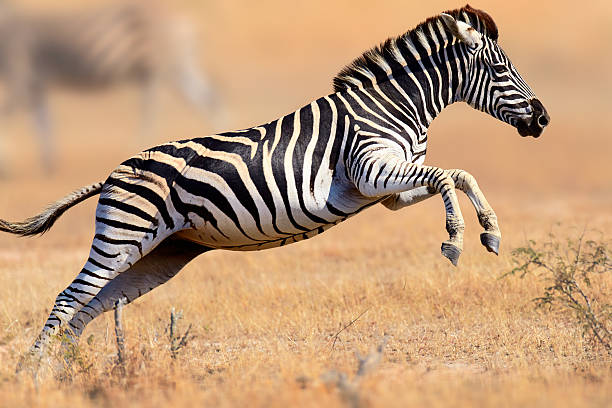 Detail Zebra Images Free Nomer 27