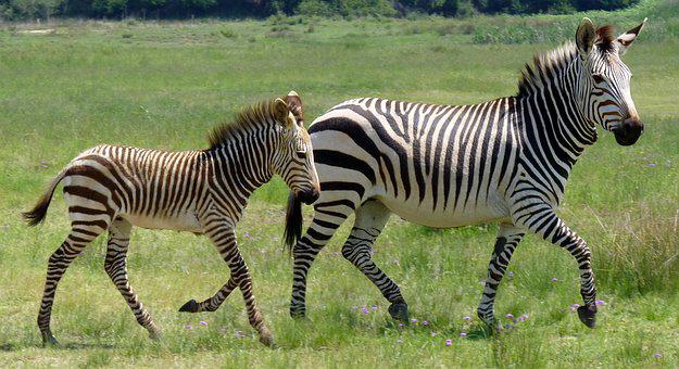 Detail Zebra Images Free Nomer 29