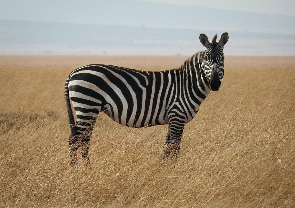Detail Zebra Images Free Nomer 4
