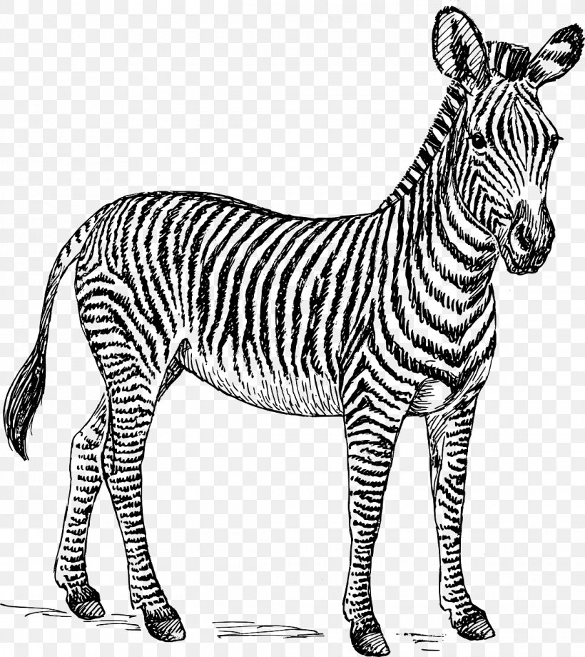 Detail Zebra Images Free Nomer 30