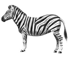 Detail Zebra Images Free Nomer 31
