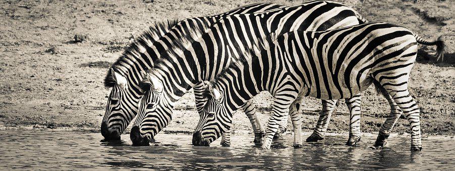Detail Zebra Images Free Nomer 32