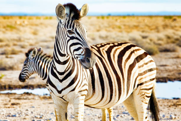 Detail Zebra Images Free Nomer 33