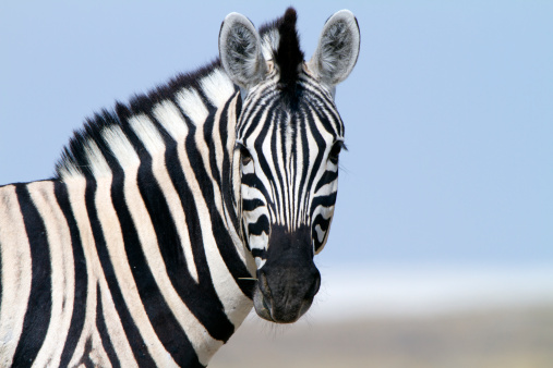 Detail Zebra Images Free Nomer 36