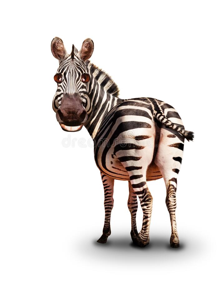 Detail Zebra Images Free Nomer 38