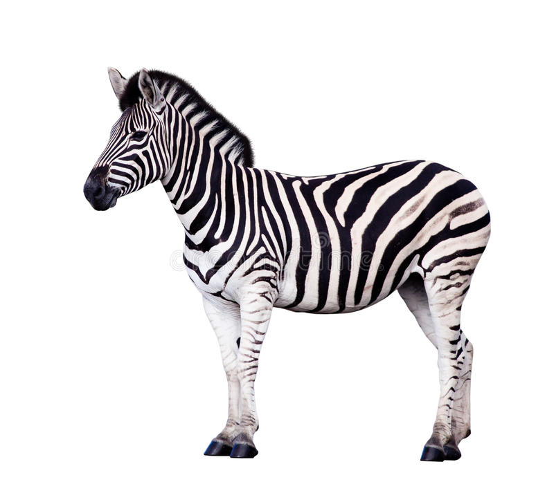 Detail Zebra Images Free Nomer 5