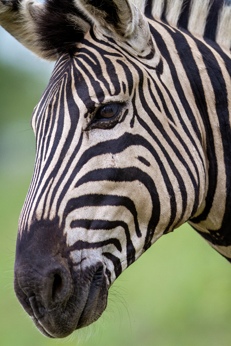 Detail Zebra Images Free Nomer 39