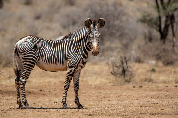 Detail Zebra Images Free Nomer 41
